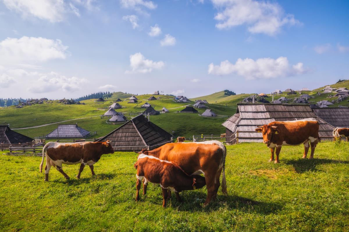 Jaka Ivančič Velika planina_1